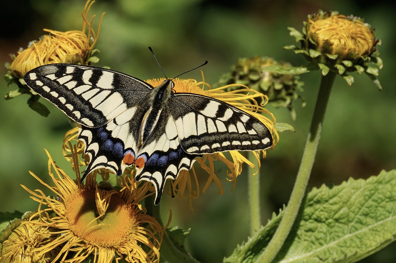 How to Make Your Own Natural Insect Repellent